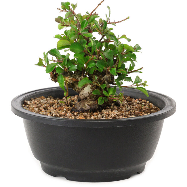 Chaenomeles speciosa, 10 cm, ± 25 years old