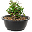 Chaenomeles speciosa, 10 cm, ± 25 years old