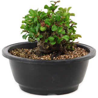 Chaenomeles speciosa, 10 cm, ± 25 jaar oud