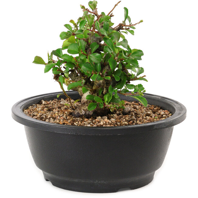 Chaenomeles speciosa, 10 cm, ± 25 years old