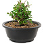 Chaenomeles speciosa, 10 cm, ± 25 years old