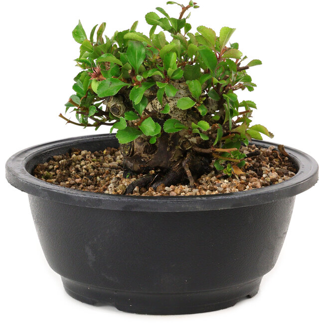 Chaenomeles speciosa, 10 cm, ± 25 jaar oud
