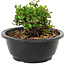 Chaenomeles speciosa, 10 cm, ± 25 anni