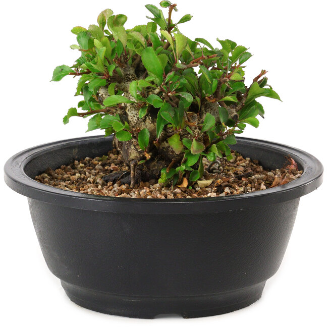 Chaenomeles speciosa, 10 cm, ± 25 jaar oud