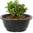 Chaenomeles speciosa, 10 cm, ± 25 Jahre alt