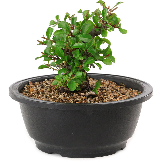 Chaenomeles speciosa, 10 cm, ± 25 years old