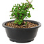 Chaenomeles speciosa, 10 cm, ± 25 years old