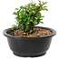 Chaenomeles speciosa, 10 cm, ± 25 years old