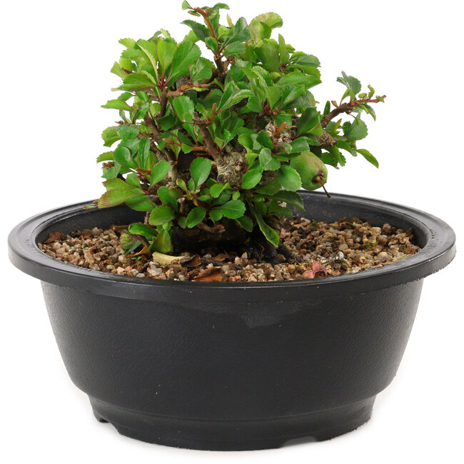 Chaenomeles speciosa, 10 cm, ± 25 anni