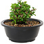 Chaenomeles speciosa, 10 cm, ± 25 years old