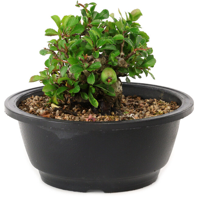 Chaenomeles speciosa, 10 cm, ± 25 years old