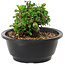 Chaenomeles speciosa, 10 cm, ± 25 jaar oud