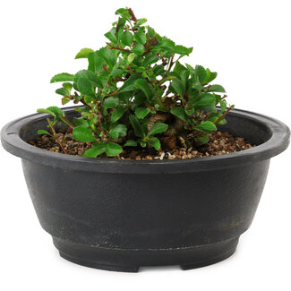 Chaenomeles speciosa, 10 cm, ± 25 years old