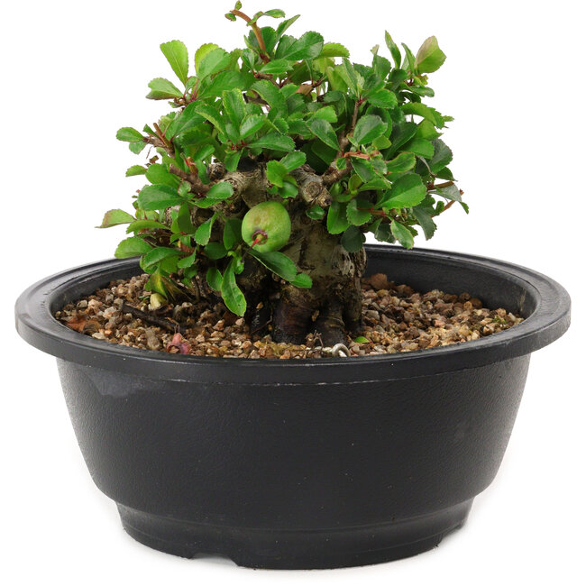 Chaenomeles speciosa, 10 cm, ± 25 anni