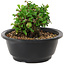 Chaenomeles speciosa, 10 cm, ± 25 years old