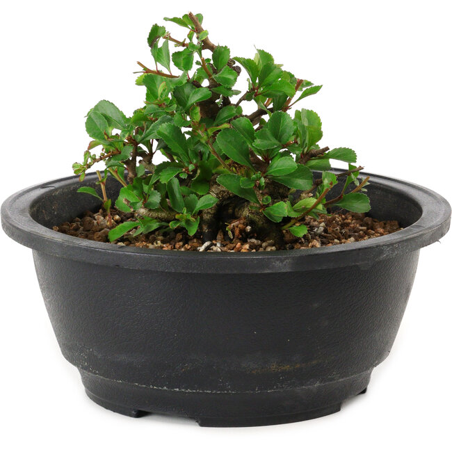 Chaenomeles speciosa, 10 cm, ± 25 anni