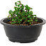 Chaenomeles speciosa, 10 cm, ± 25 years old