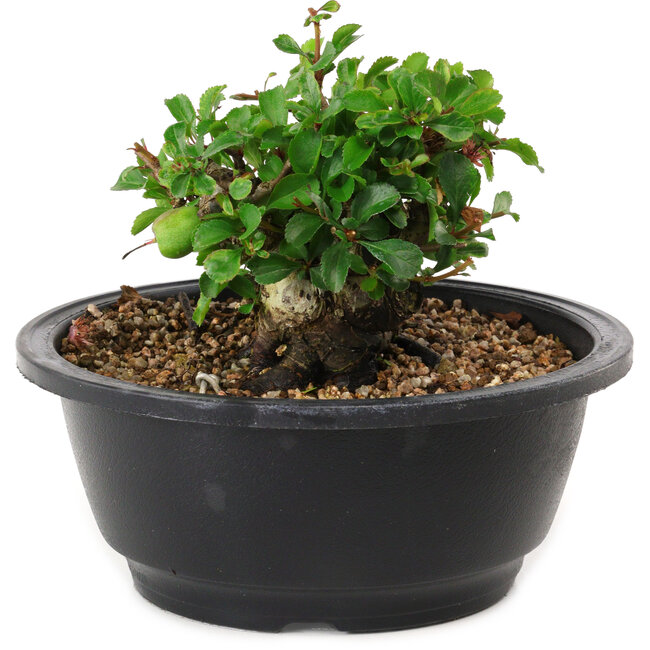 Chaenomeles speciosa, 10 cm, ± 25 years old