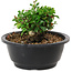 Chaenomeles speciosa, 10 cm, ± 25 years old