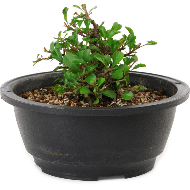 Chaenomeles speciosa, 10 cm, ± 25 jaar oud