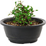 Chaenomeles speciosa, 10 cm, ± 25 years old