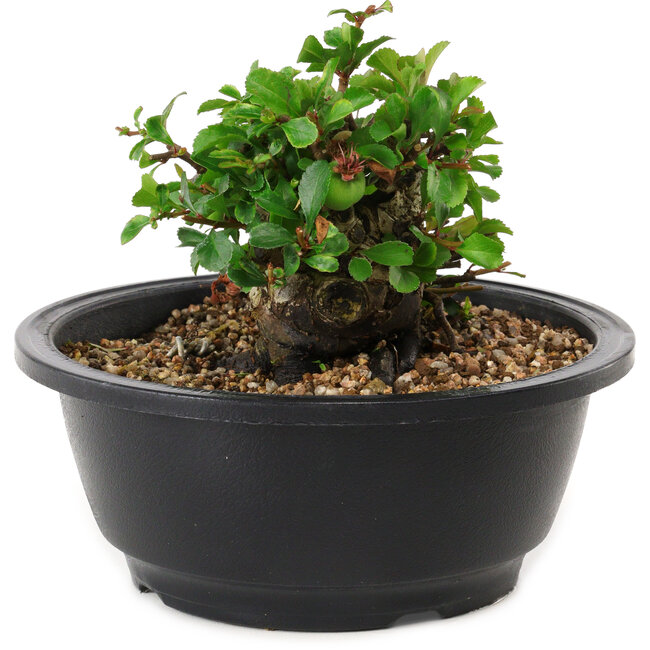 Chaenomeles speciosa, 10 cm, ± 25 anni