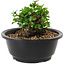 Chaenomeles speciosa, 10 cm, ± 25 anni