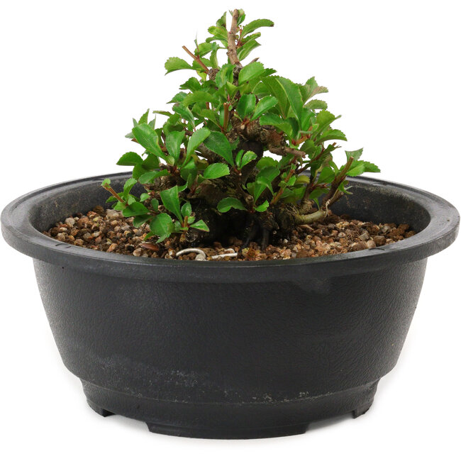 Chaenomeles speciosa, 10 cm, ± 25 Jahre alt