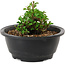Chaenomeles speciosa, 10 cm, ± 25 Jahre alt