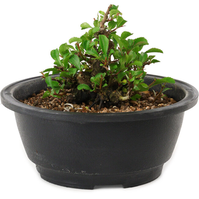 Chaenomeles speciosa, 10 cm, ± 25 anni