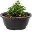 Chaenomeles speciosa, 10 cm, ± 25 years old