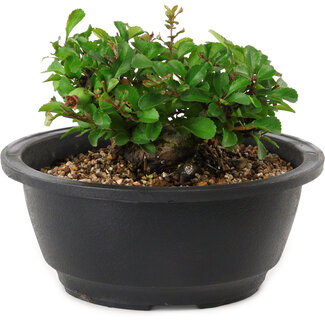 Chaenomeles speciosa, 10 cm, ± 25 years old