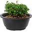 Chaenomeles speciosa, 10 cm, ± 25 Jahre alt