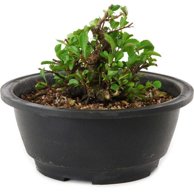 Chaenomeles speciosa, 10 cm, ± 25 anni