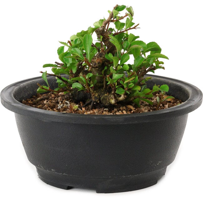 Chaenomeles speciosa, 10 cm, ± 25 years old