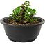 Chaenomeles speciosa, 10 cm, ± 25 Jahre alt