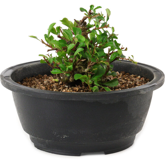 Chaenomeles speciosa, 10 cm, ± 25 years old