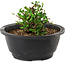 Chaenomeles speciosa, 10 cm, ± 25 Jahre alt