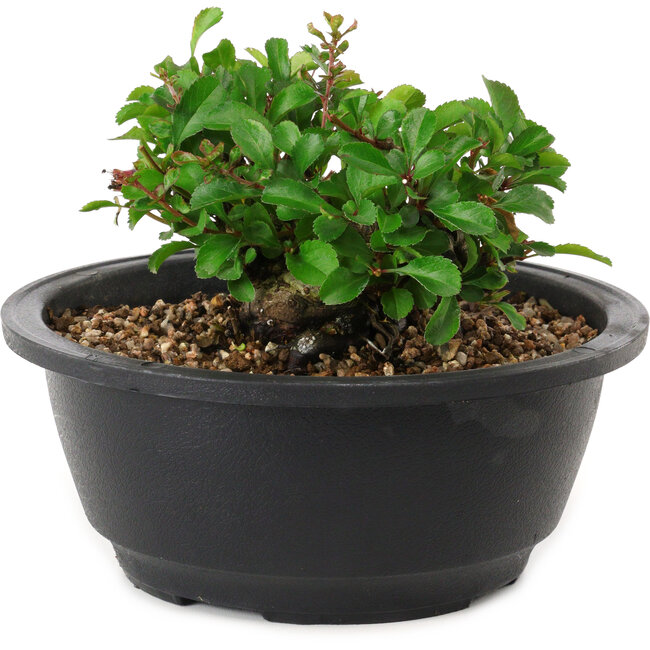 Chaenomeles speciosa, 10 cm, ± 25 years old