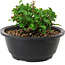 Chaenomeles speciosa, 10 cm, ± 25 anni