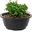 Chaenomeles speciosa, 10 cm, ± 25 years old