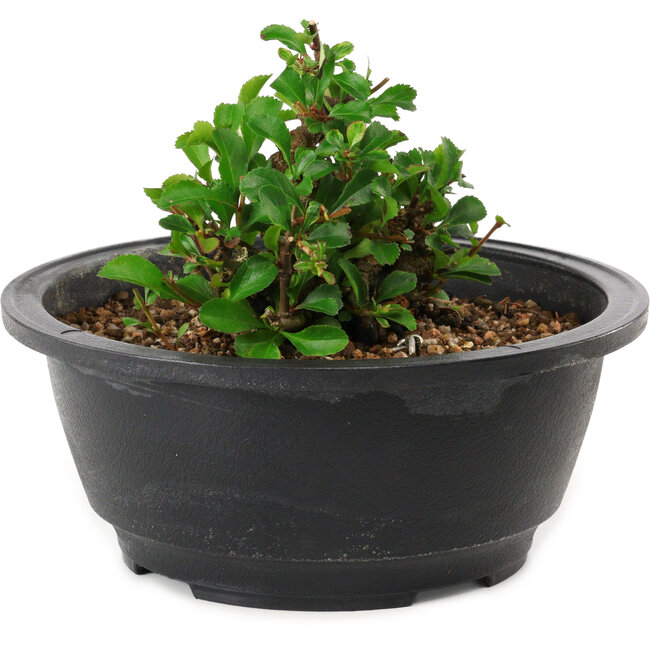 Chaenomeles speciosa, 10 cm, ± 25 Jahre alt