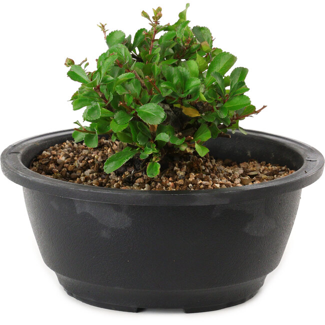 Chaenomeles speciosa, 10 cm, ± 25 years old