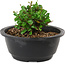 Chaenomeles speciosa, 10 cm, ± 25 jaar oud