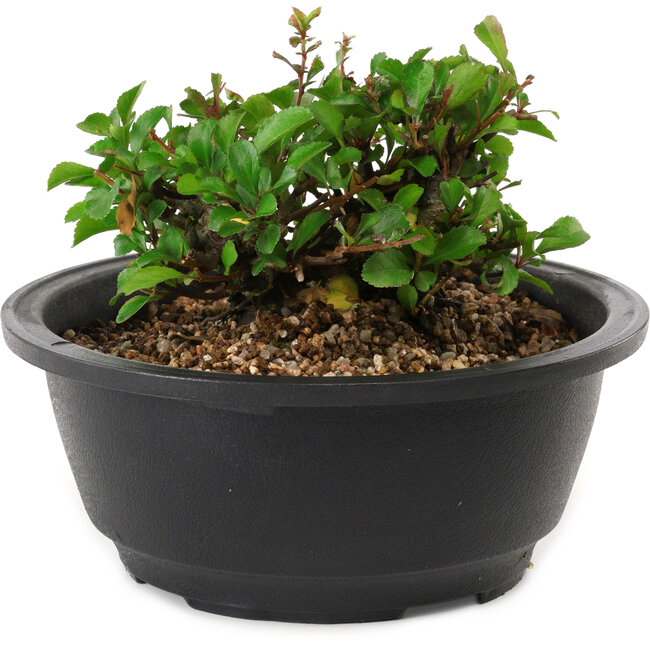 Chaenomeles speciosa, 10 cm, ± 25 anni