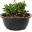 Chaenomeles speciosa, 10 cm, ± 25 anni