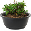 Chaenomeles speciosa, 10 cm, ± 25 jaar oud