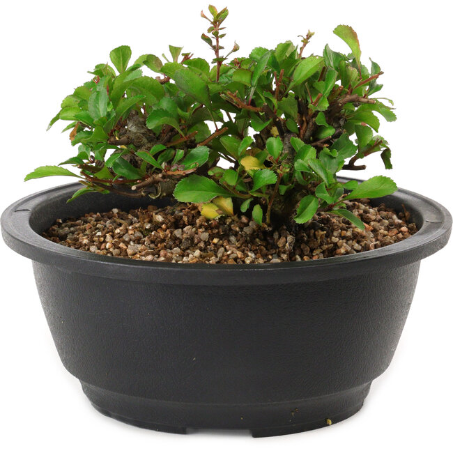 Chaenomeles speciosa, 10 cm, ± 25 anni