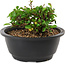 Chaenomeles speciosa, 10 cm, ± 25 years old