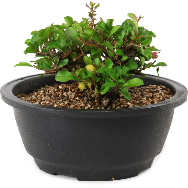Chaenomeles speciosa, 10 cm, ± 25 anni